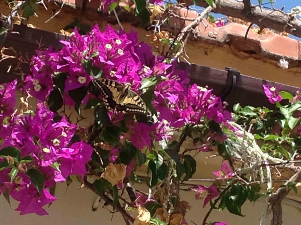 The Garden Villas Maleme  Bagian luar foto